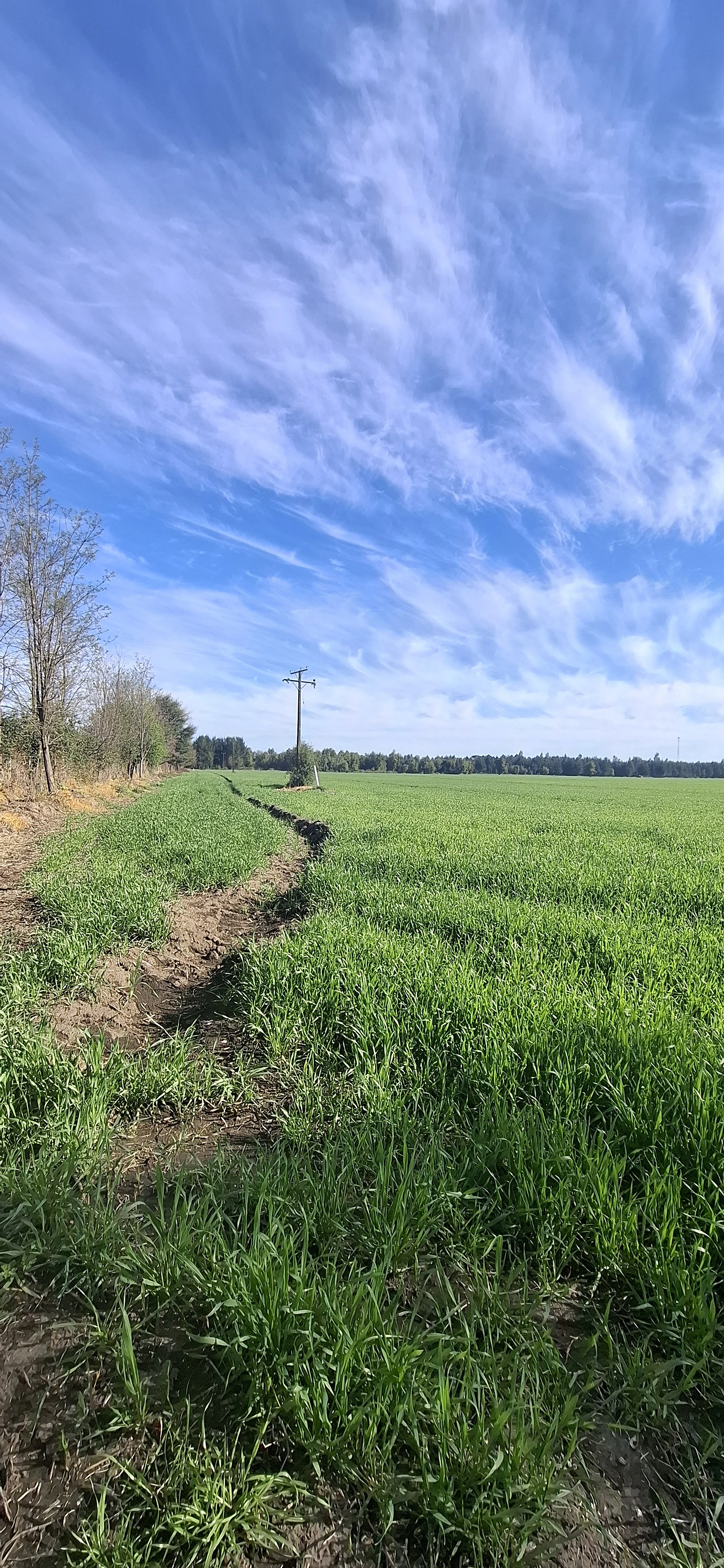 Predio Agrícola 34,5 Hectáreas en Venta – Camino El Peral, Los Ángeles – foto 2