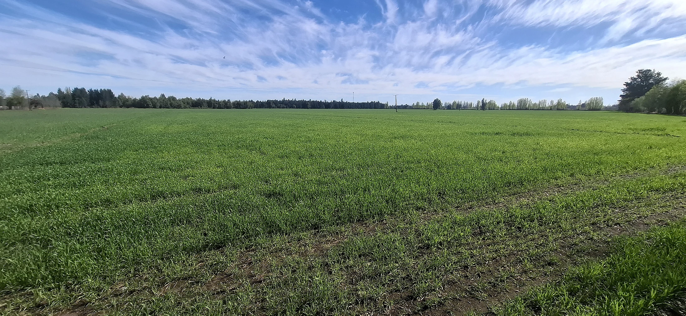Predio Agrícola 34,5 Hectáreas en Venta – Camino El Peral, Los Ángeles – foto 4