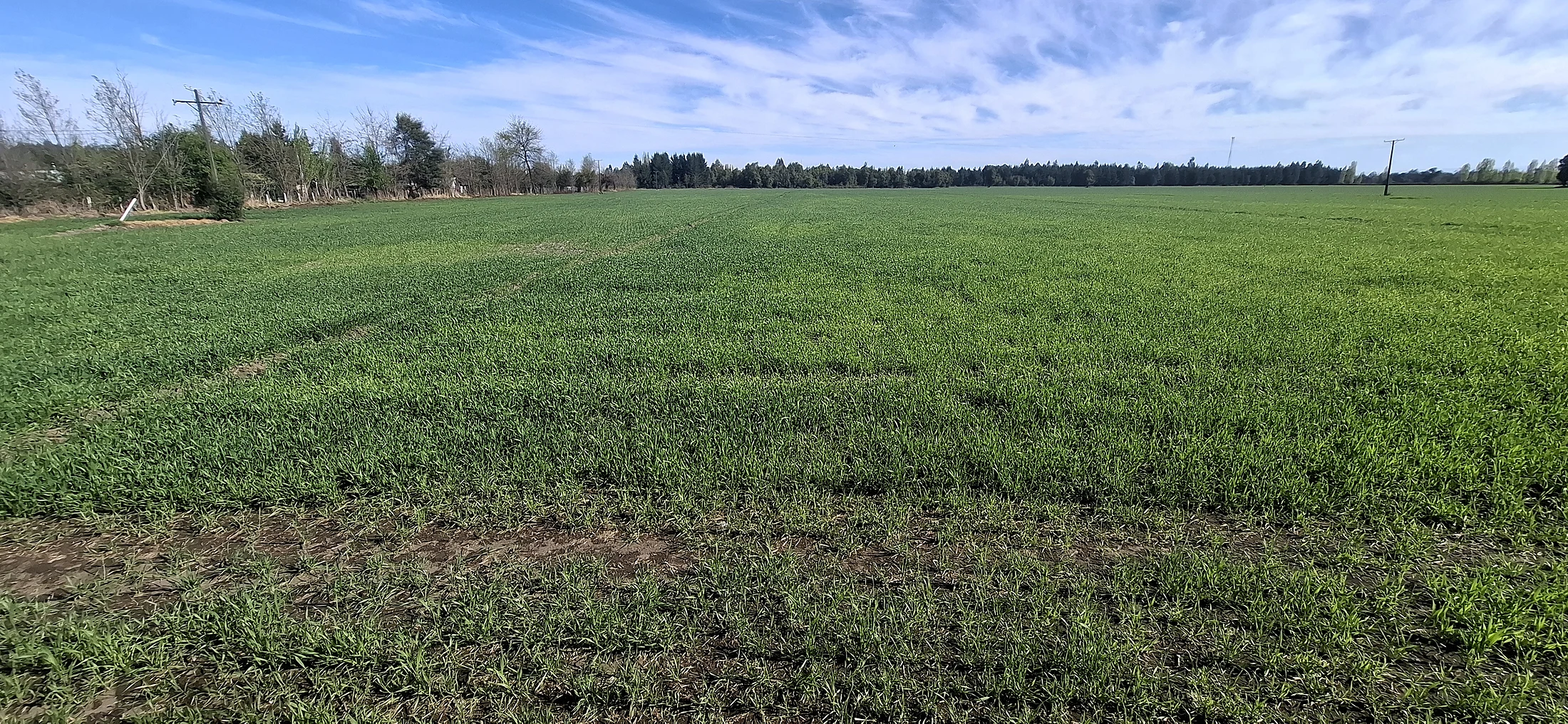 Predio Agrícola 34,5 Hectáreas en Venta – Camino El Peral, Los Ángeles – foto 5