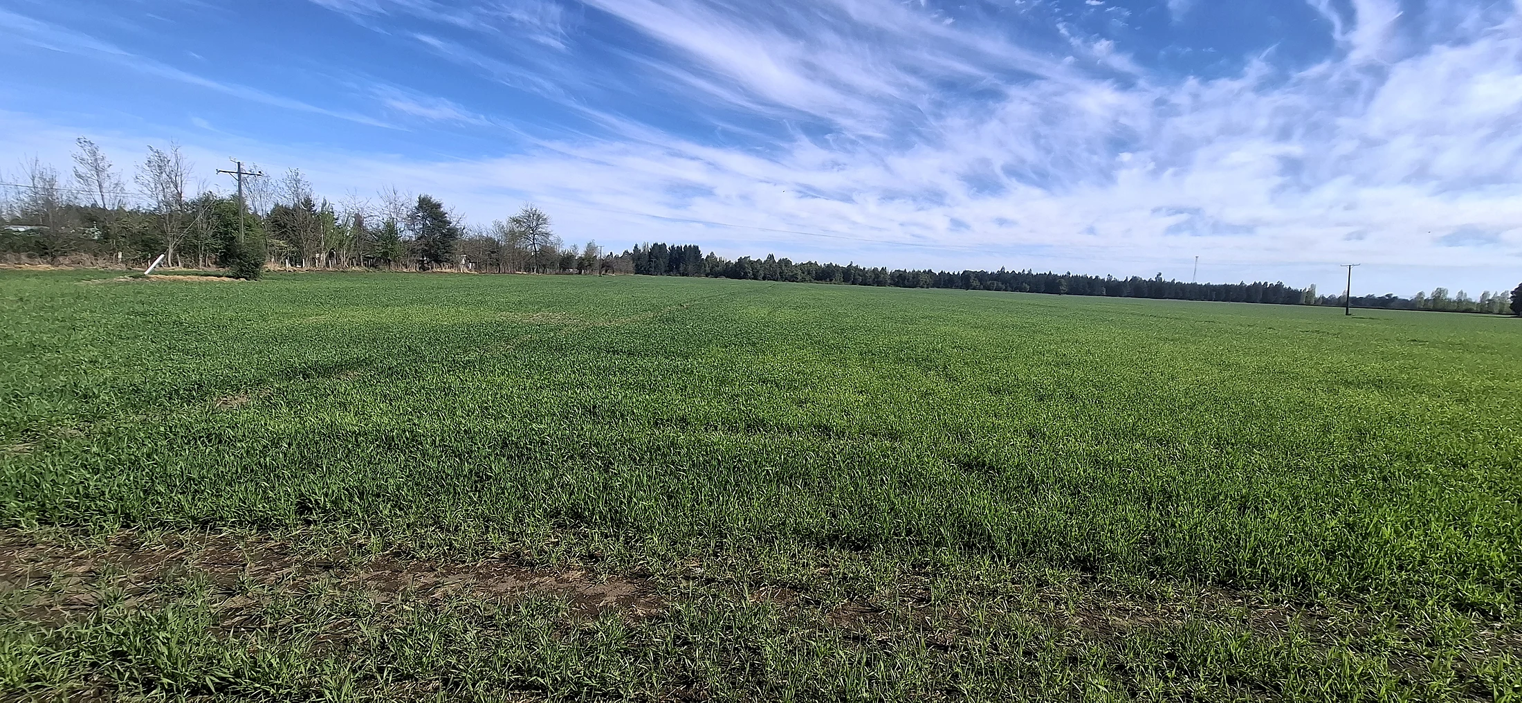 Predio Agrícola 34,5 Hectáreas en Venta – Camino El Peral, Los Ángeles – foto 6