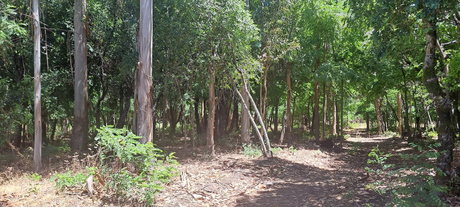 Terreno 5.000 m² en Venta – Sector Cancha Rayada, Los Ángeles – foto 4