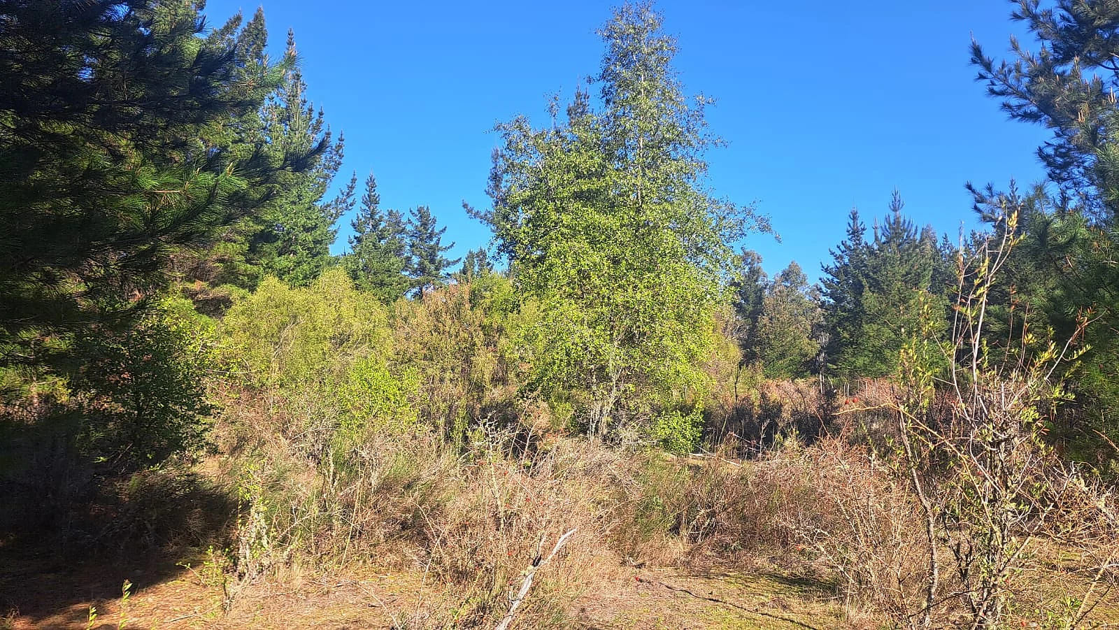 venta de Parcelas sector Santa Luisa – foto 5