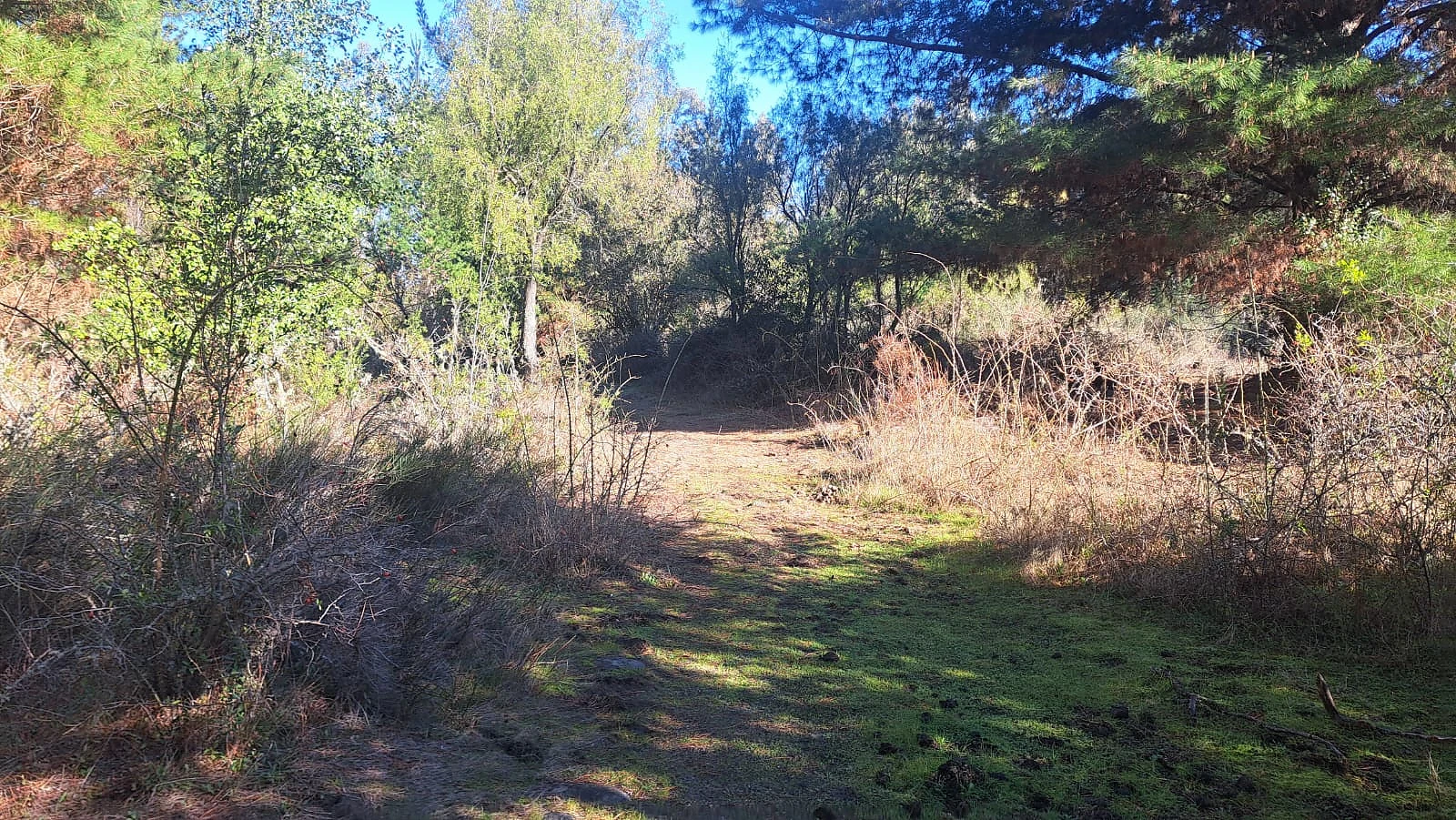 venta de Parcelas sector Santa Luisa – foto 7