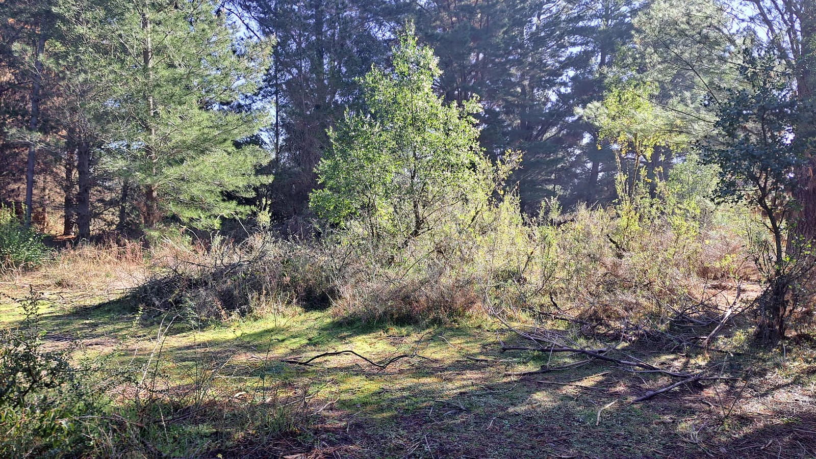 venta de Parcelas sector Santa Luisa – foto 8