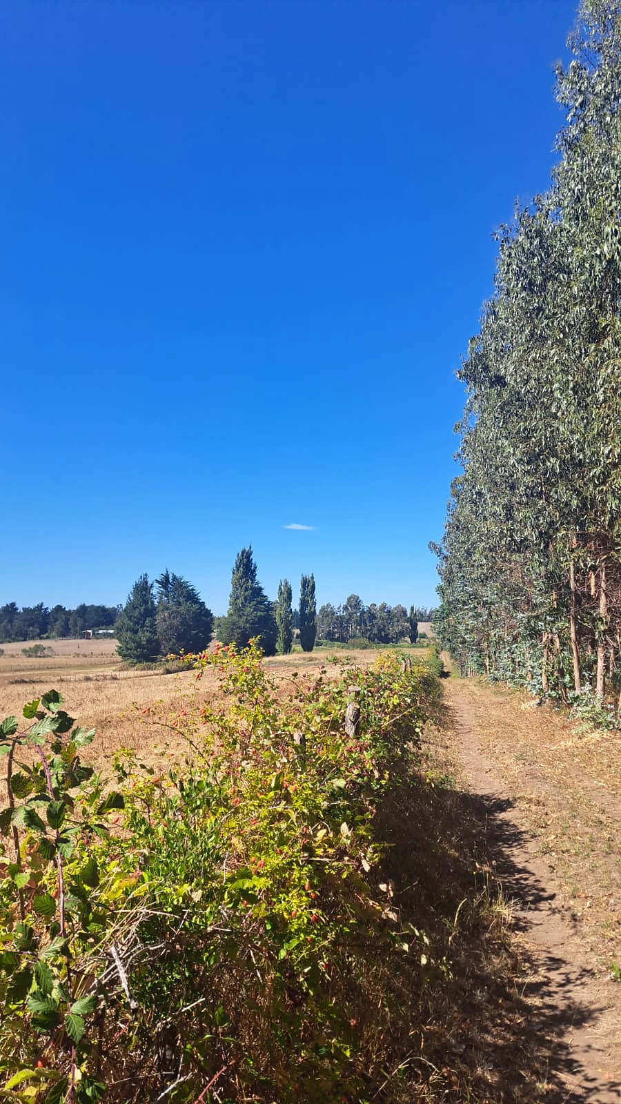 VENTA TERRENO FORESTAL – 22,5 HECTÁREAS – SECTOR MILLANTÚN