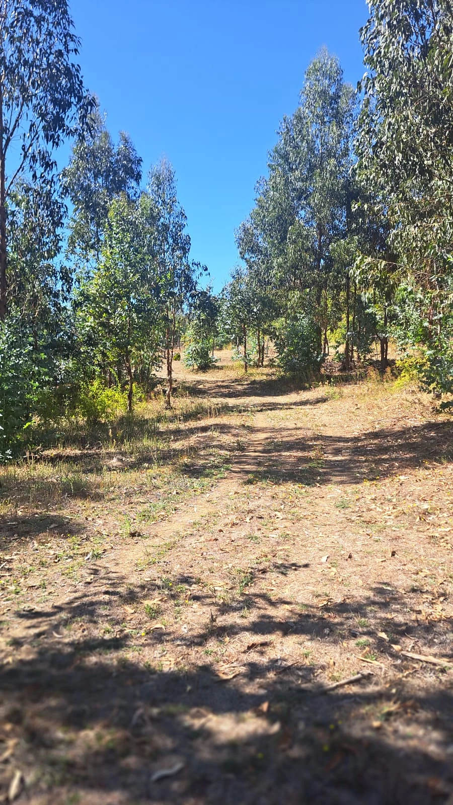 VENTA TERRENO FORESTAL – 22,5 HECTÁREAS – SECTOR MILLANTÚN – foto 2