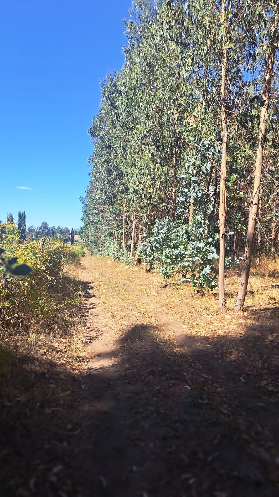 VENTA TERRENO FORESTAL – 22,5 HECTÁREAS – SECTOR MILLANTÚN – foto 3