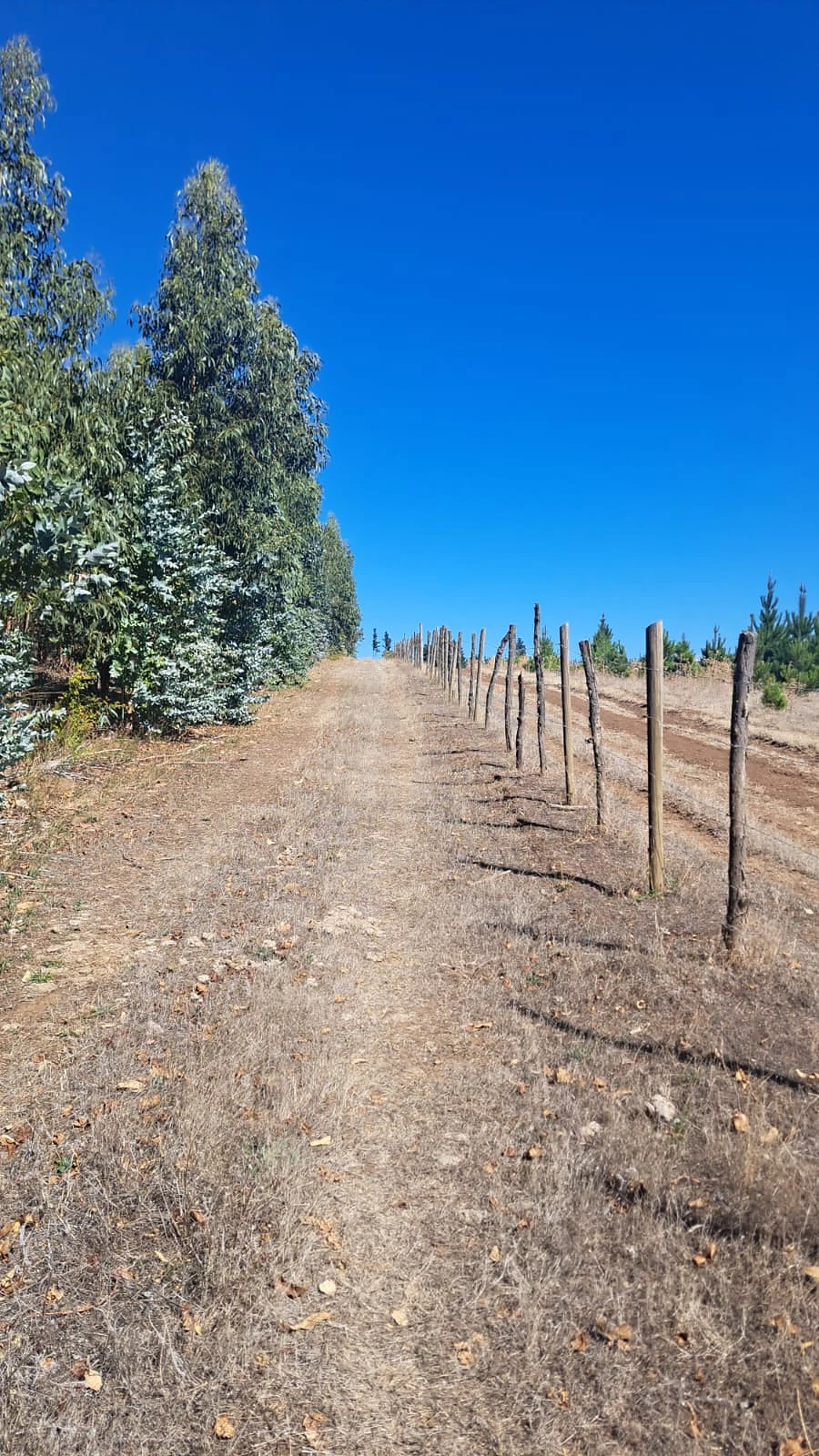 VENTA TERRENO FORESTAL – 22,5 HECTÁREAS – SECTOR MILLANTÚN – foto 4