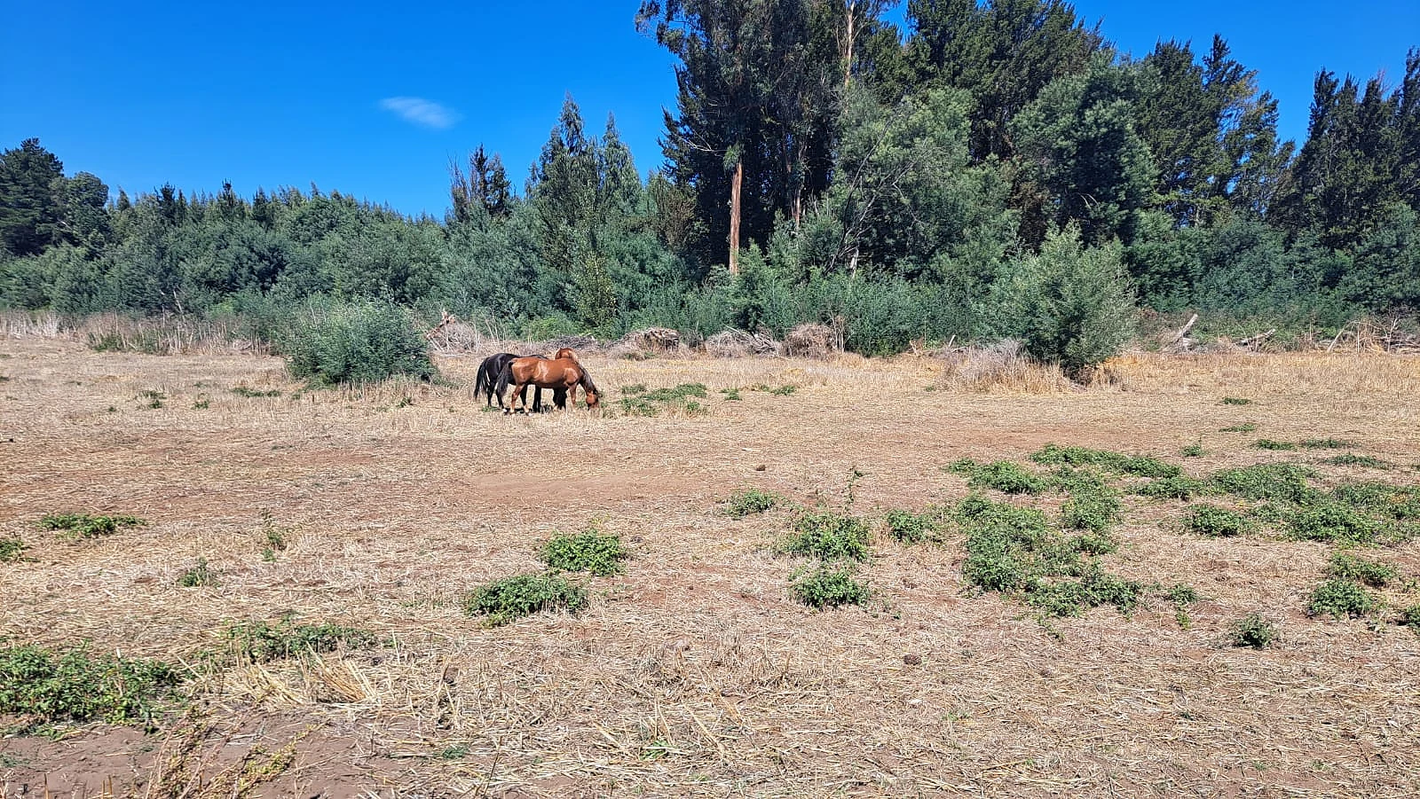 se vende terreno con 9 lotes con rol propio camino santabarbara