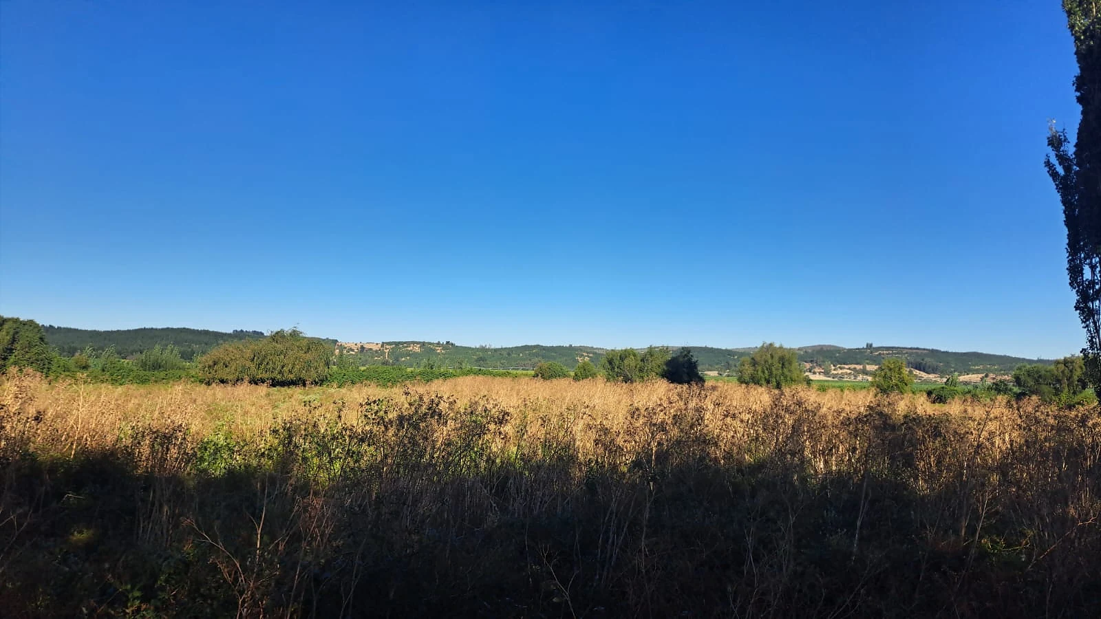 Venta Terreno Agrícola y Forestal con Casa – Las Ciénagas, Los Ángeles – foto 9