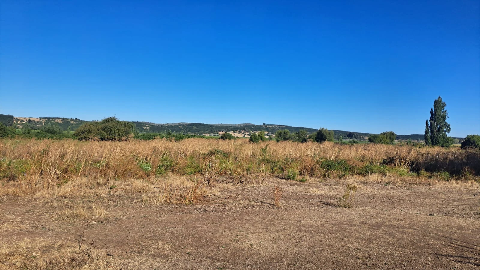 Venta Terreno Agrícola y Forestal con Casa – Las Ciénagas, Los Ángeles – foto 10