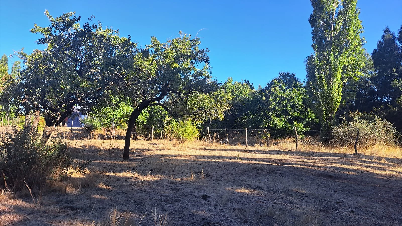 Venta Terreno Agrícola y Forestal con Casa – Las Ciénagas, Los Ángeles – foto 12