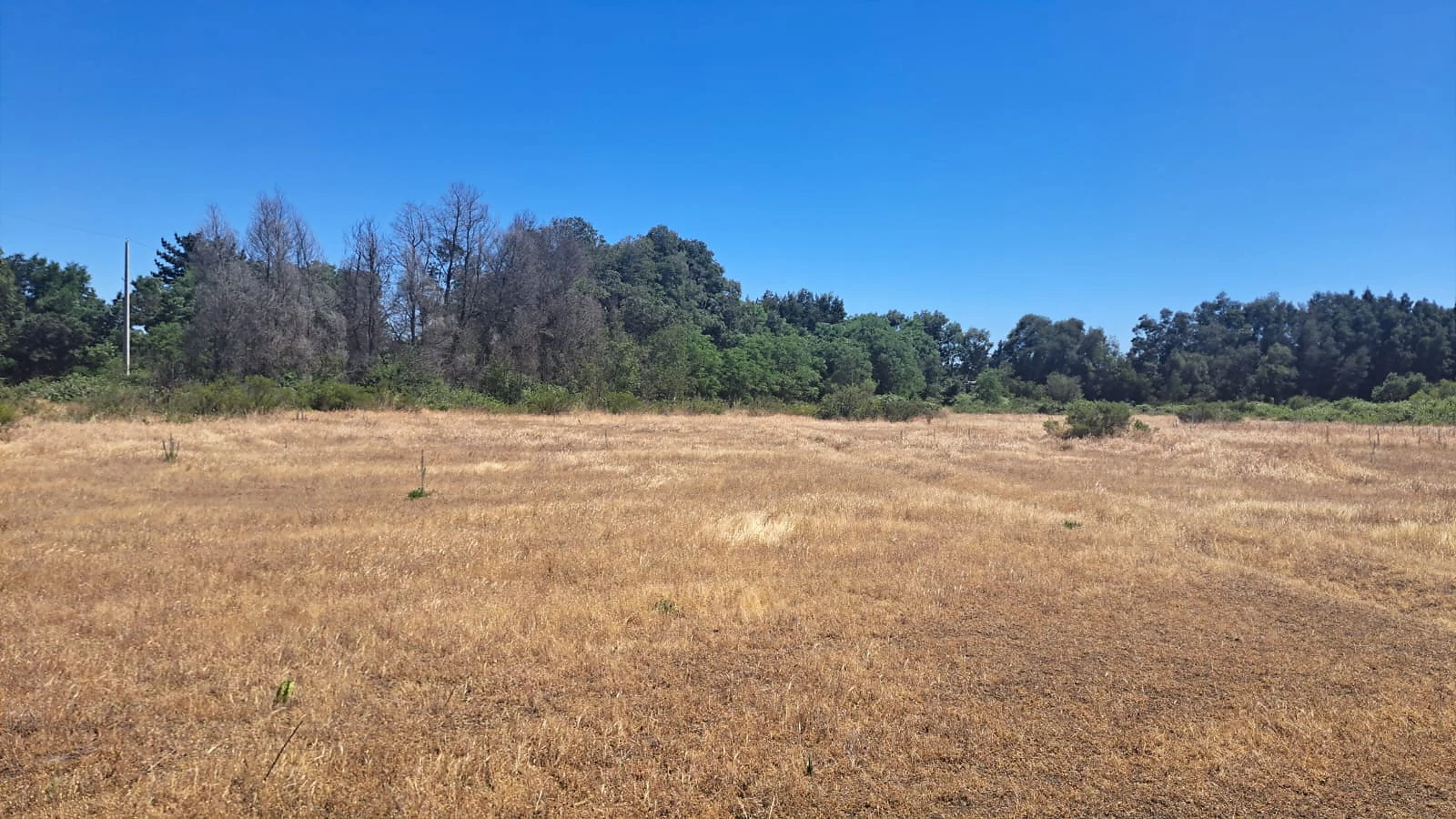 ActivoSur Vende | Parcela de 4 Hectáreas – Sector El Aromo